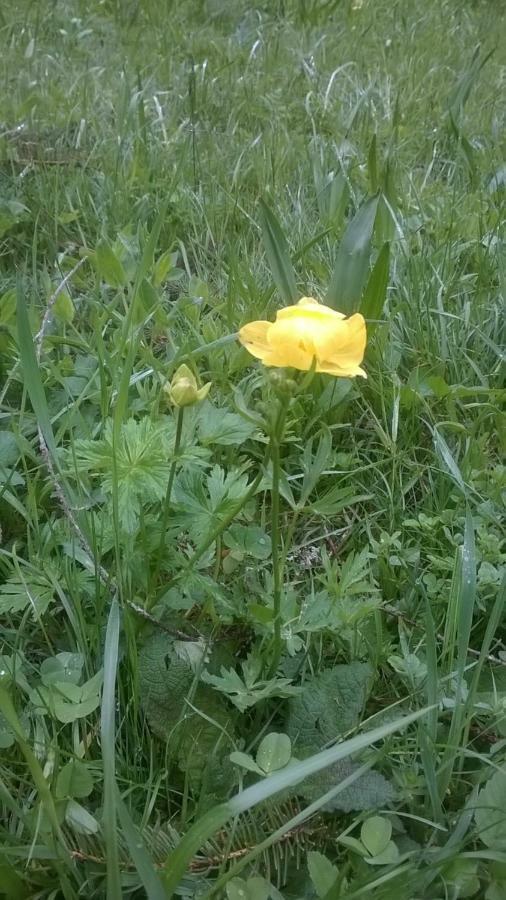 B&B Il Tulipano San Pietro di Cadore Dış mekan fotoğraf